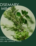 Aveda Rosemary Mint Purifying Shampoo curatarea profunda a scalpului pentru stralucire 1000 ml