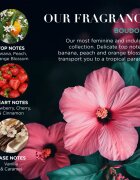 Baylis & Harding Boudoire Tropical Paradise set cadou cutie de metal