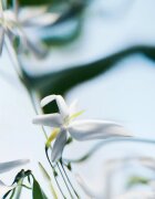 Byredo Blanche Absolu Eau de Parfum pentru femei 50 ml