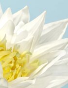 Cacharel Eden Eau de Parfum pentru femei 30 ml