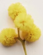 Chloé Atelier des Fleurs Herba Mimosa Eau de Parfum pentru femei 50 ml