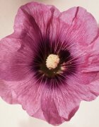 Chloé Atelier des Fleurs Hibiscus Abelmoschus Eau de Parfum pentru femei 50 ml