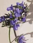 Chloé Atelier des Fleurs Hysope Eau de Parfum pentru femei 50 ml