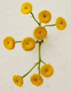 Chloé Atelier des Fleurs Immortelle Eau de Parfum pentru femei 50 ml