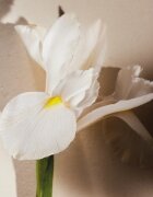 Chloé Atelier des Fleurs Iris Eau de Parfum pentru femei 150 ml