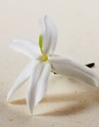 Chloé Atelier des Fleurs Jasminum Sambac Eau de Parfum pentru femei 50 ml
