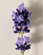Chloé Atelier des Fleurs Lavanda Eau de Parfum pentru femei 50 ml
