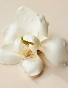 Chloé Atelier des Fleurs Magnolia Alba Eau de Parfum pentru femei 50 ml