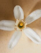 Chloé Atelier des Fleurs Neroli Eau de Parfum pentru femei 50 ml