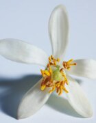 Chloé Atelier des Fleurs Nuit d'Oranger Eau de Parfum pentru femei 50 ml