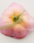 Chloé Atelier des Fleurs Rosa Damascena Eau de Parfum pentru femei 50 ml