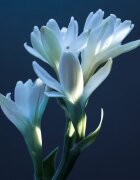 Chloé Atelier des Fleurs Tubéreuse Lazuli Eau de Parfum pentru femei 50 ml
