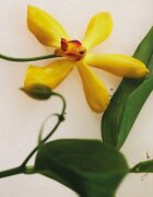 Chloé Atelier des Fleurs Vanilla Planifolia Eau de Parfum pentru femei 150 ml
