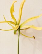 Chloé Atelier des Fleurs Ylang Cananga Eau de Parfum pentru femei 150 ml