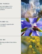 Elemis Pro-Collagen Marine Oil ulei de piele antirid 15 ml