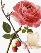 GOUTAL Rose Pompon Eau de Parfum pentru femei 100 ml