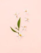 Gucci Bloom Eau de Toilette pentru femei 30 ml