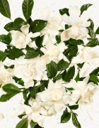 Gucci Flora Gorgeous Gardenia Eau de Parfum reincarcabil pentru femei Refill 150 ml