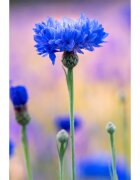 Klorane Cornflower demachiant petru ochi sensibili pentru ochi sensibili 200 ml