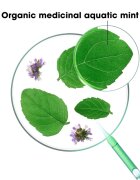 Klorane Organic Mint șampon detoxifiant pentru curățare pentru par normal 200 ml