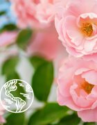 Le Petit Marseillais Bio Wild Rose gel de dus revigorant 250 ml