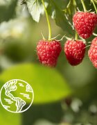 Le Petit Marseillais Raspberry BIO & Peony gel cremos pentru dus 250 ml