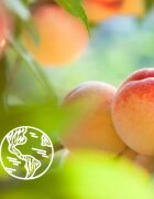 Le Petit Marseillais White Peach Bio & Nectarine Bio gel de duș mătăsos 400 ml