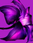 Mugler Alien Extraintense Eau de Parfum pentru femei 90 ml