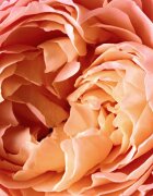 Reminiscence Rose Tentation Eau de Parfum unisex 50 ml