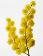 Reminiscence Sous un Mimosa de Provence Eau de Toilette intense unisex 50 ml