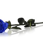 RoseAmor Blue trandafir stabilizat pe tulpină 1 buc