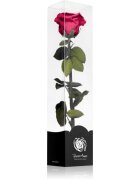 RoseAmor Fuchsia trandafir stabilizat pe tulpină 30 cm 1 buc