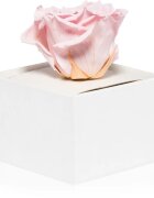 RoseAmor Pink trandafir stabilizat în cutie 1 buc