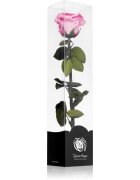 RoseAmor Pink trandafir stabilizat pe tulpină 30 cm 1 buc