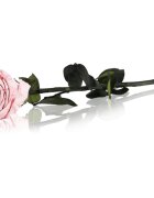 RoseAmor Pink trandafir stabilizat pe tulpină 30 cm 1 buc
