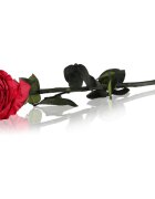 RoseAmor Red trandafir stabilizat pe tulpină 30 cm 1 buc