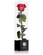 RoseAmor Red trandafir stabilizat pe tulpină 30 cm 1 buc