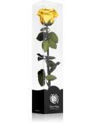 RoseAmor Yellow trandafir stabilizat pe tulpină 30 cm 1 buc