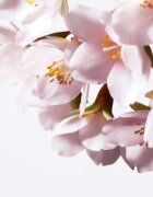 Shiseido White Lucent Illuminating Micro-Spot Serum ser iluminator pentru corectia petelor de pigment 50 ml