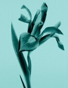 Tiffany & Co. Intense Eau de Parfum pentru femei 50 ml