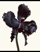 TOM FORD Black Orchid Reserve parfum unisex 50 ml