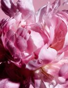 Viktor & Rolf Flowerbomb Pretty Peony Eau de Parfum pentru femei 100 ml