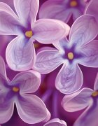 Yankee Candle Lilac Blossoms lumânare parfumată Signature 110 g