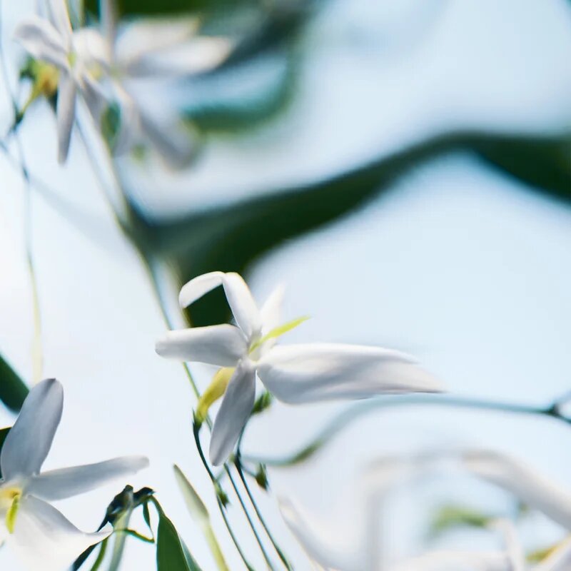 Byredo Blanche Absolu Eau de Parfum pentru femei 50 ml