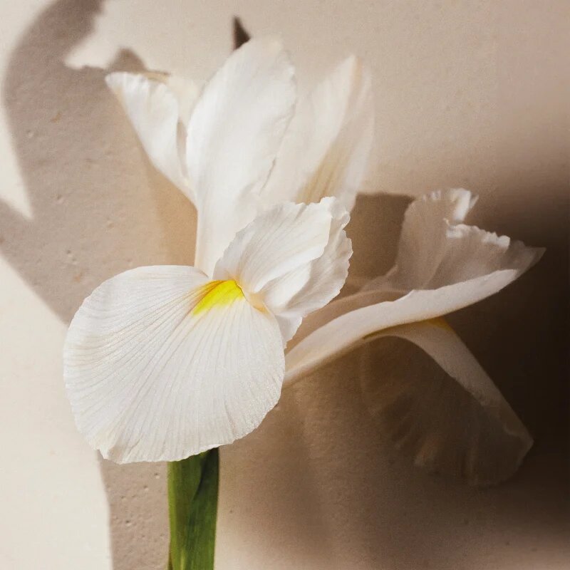 Chloé Atelier des Fleurs Iris Eau de Parfum pentru femei 150 ml