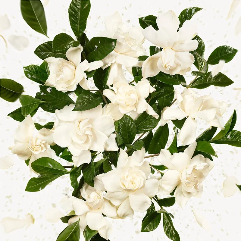 Gucci Flora Gorgeous Gardenia Eau de Parfum reincarcabil pentru femei Refill 150 ml