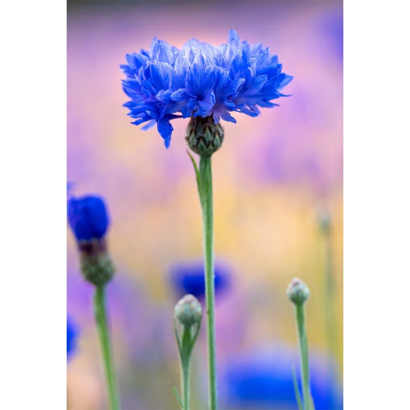 Klorane Cornflower demachiant petru ochi sensibili pentru ochi sensibili 200 ml