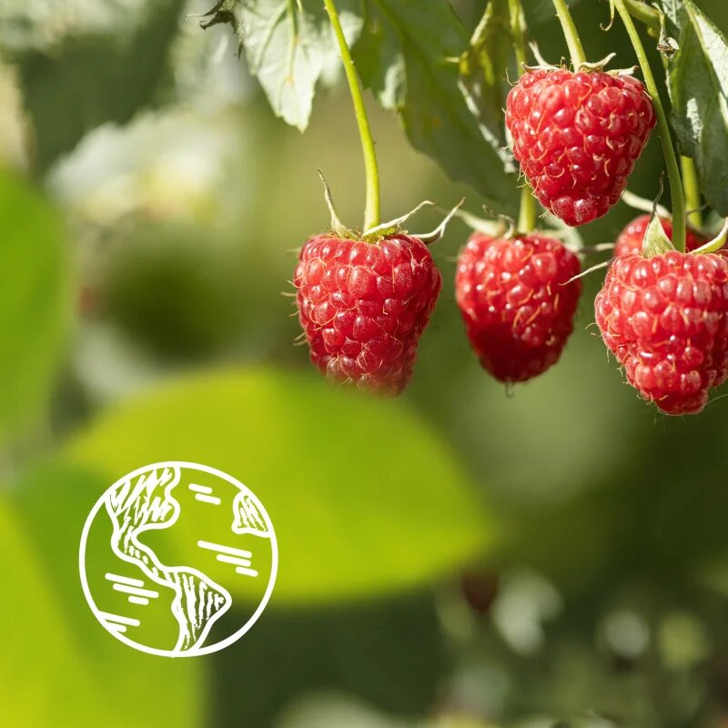 Le Petit Marseillais Raspberry BIO & Peony gel cremos pentru dus 250 ml