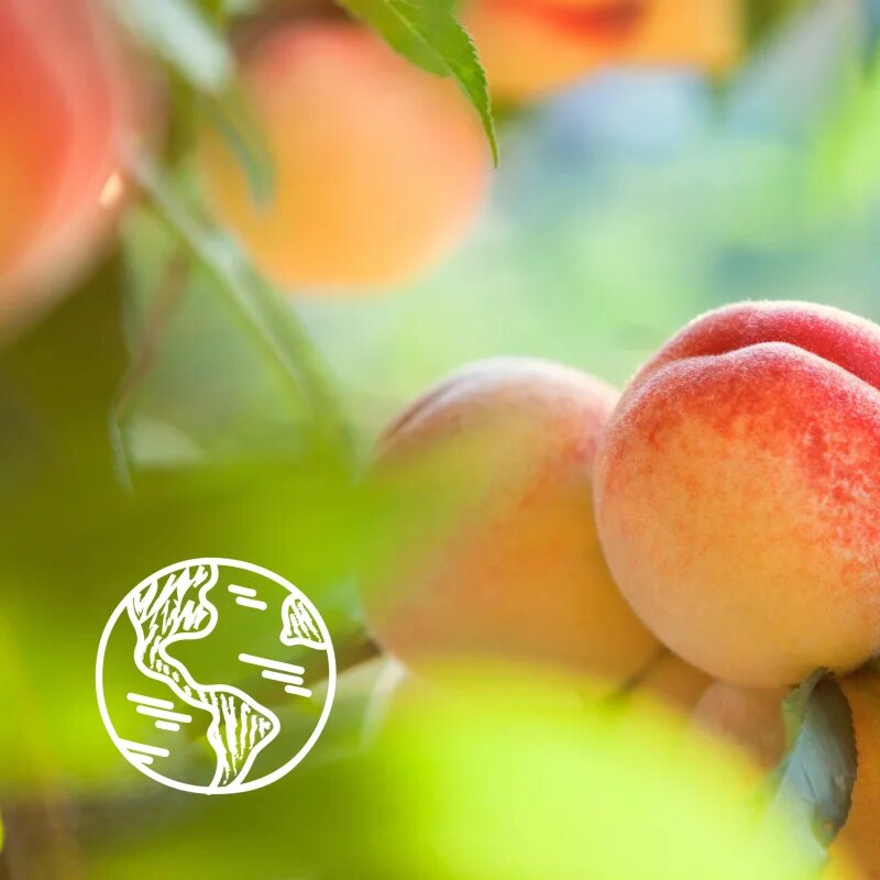 Le Petit Marseillais White Peach Bio & Nectarine Bio gel de duș mătăsos 400 ml