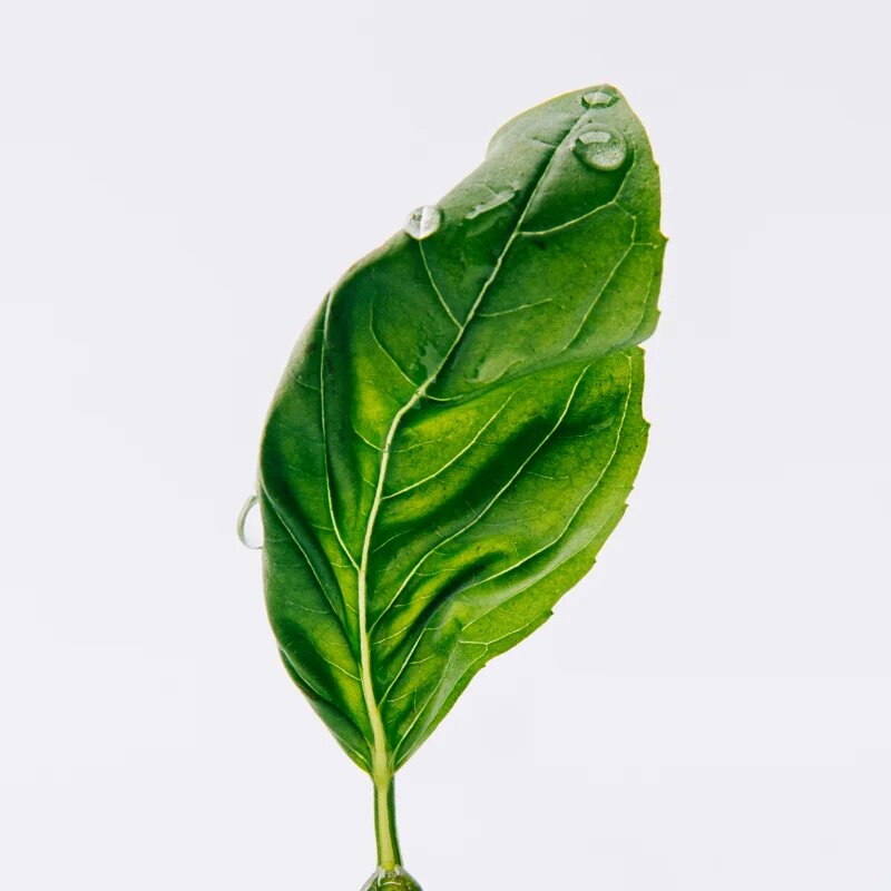 Loewe Esencia Eau de Parfum pentru bărbați 15 ml